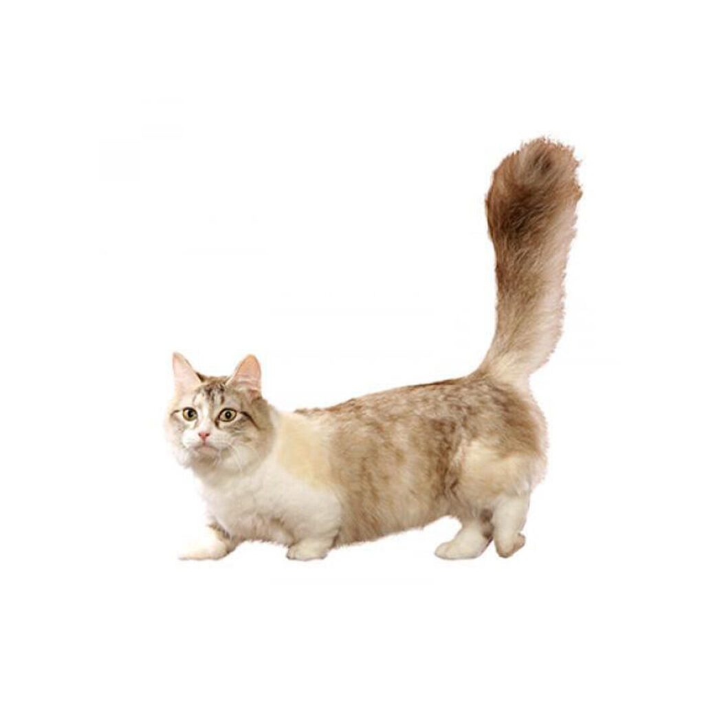 Why Choose Rare Small Cat Breeds?