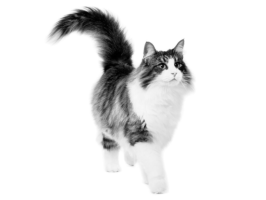 Caring for Small Cat Breeds with Fluffy Tails