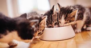 Nutrition for Kittens