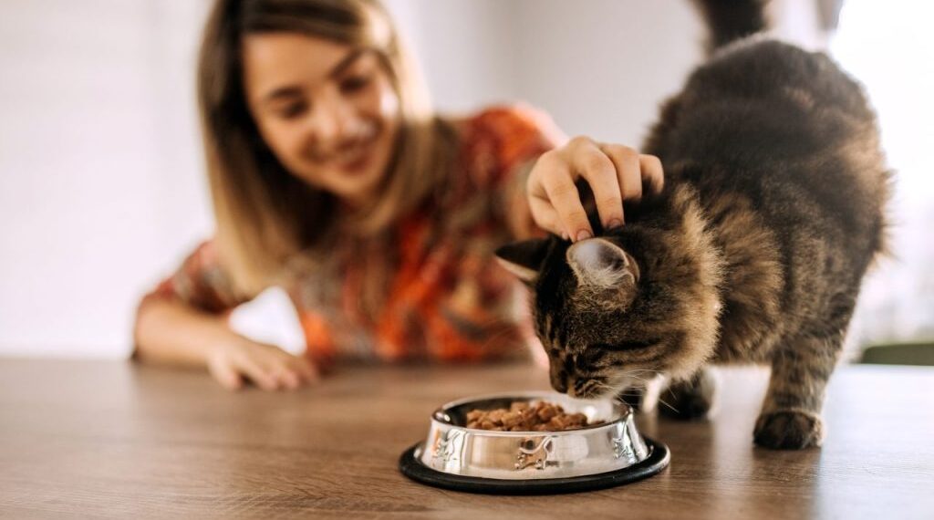 Nutritional Needs of Adolescent Cats with Best Cat Foods