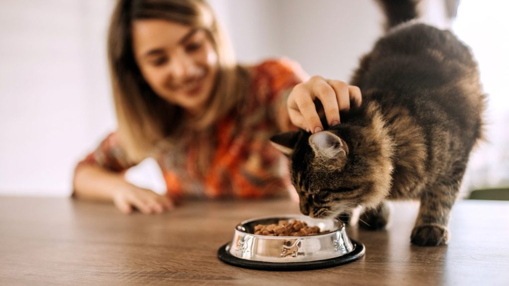 Nutritional Needs of Adolescent Cats with Best Cat Foods