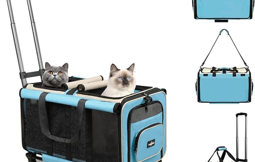 Essential tips for traveling with cats this summer