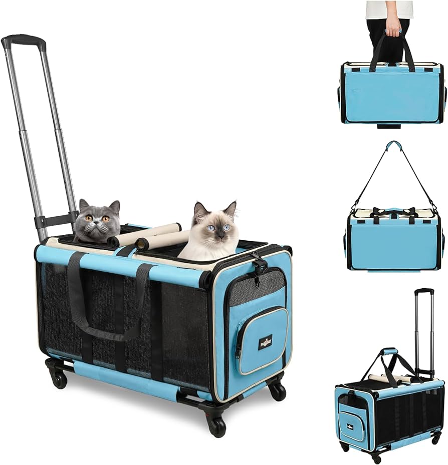 Essential tips for traveling with cats this summer