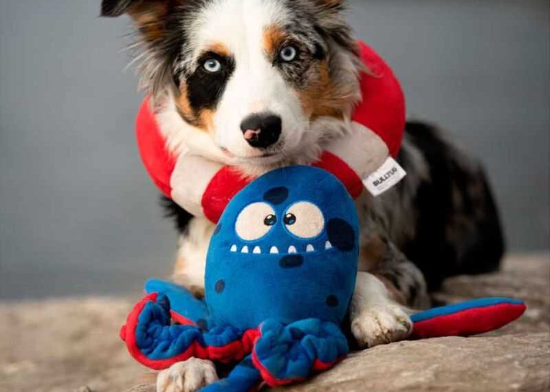 Best Dog Toys for Preventing Destructive Behavior