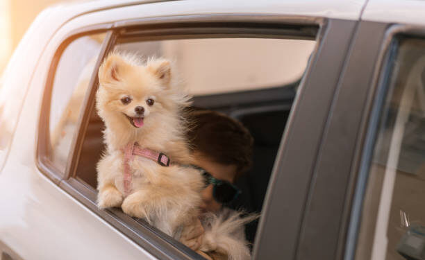 Best Small Dog Breeds for Frequent Travelers