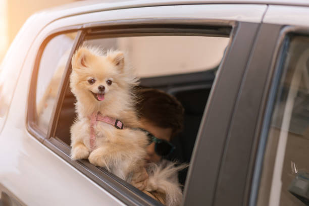 Best Small Dog Breeds for Frequent Travelers