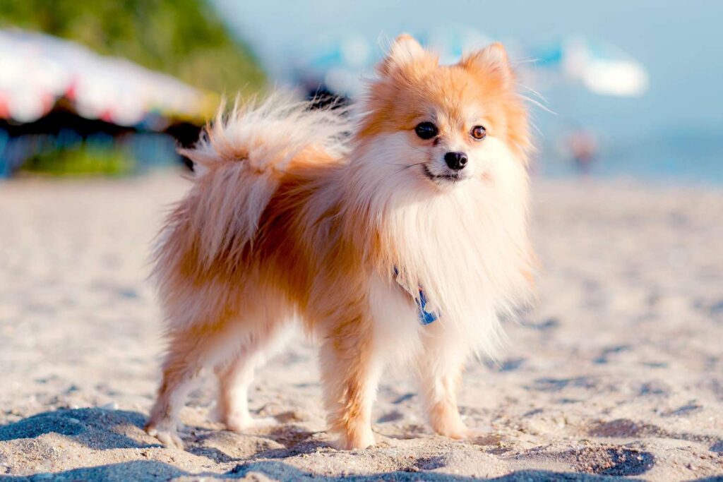 Top Small Dog Breeds for Limited Space