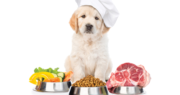 Maintaining your dog's weight is essential for best dog health