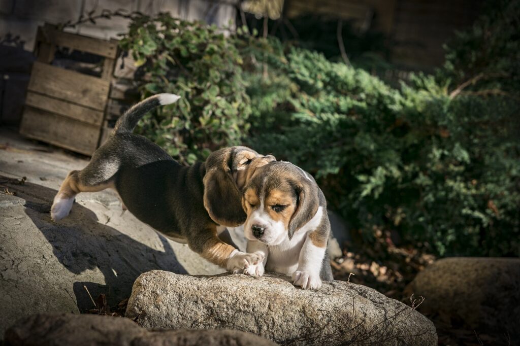 Puppy to Different Environments