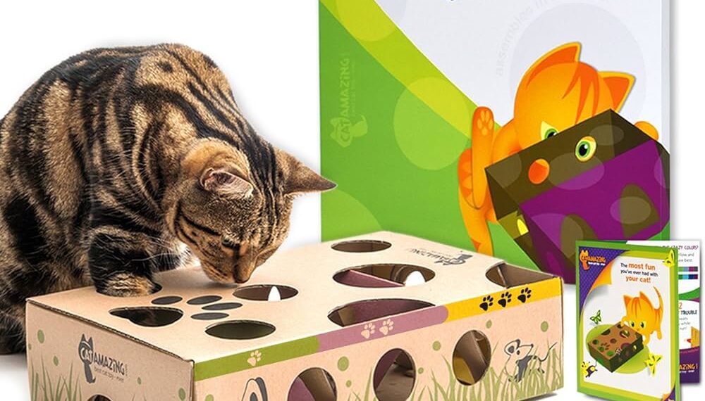 Types of Best Cat Toys for Adolescent Cats