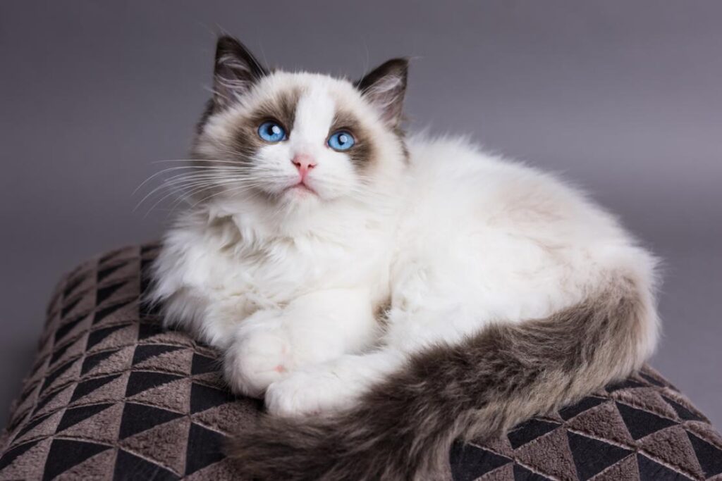 Top Small Cat Breeds with Calm Temperaments