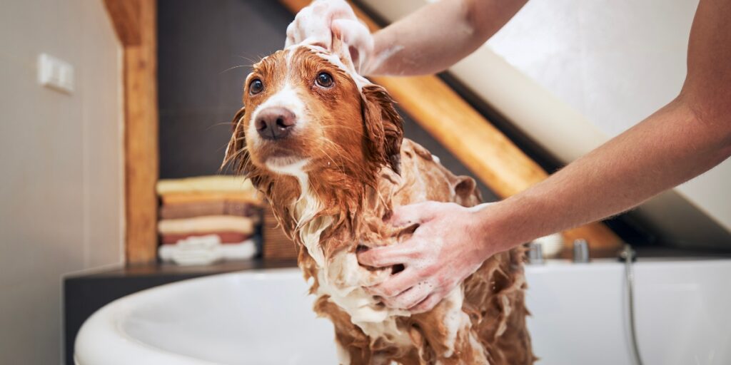 Best Dog Health Care for Summer Skin Issues