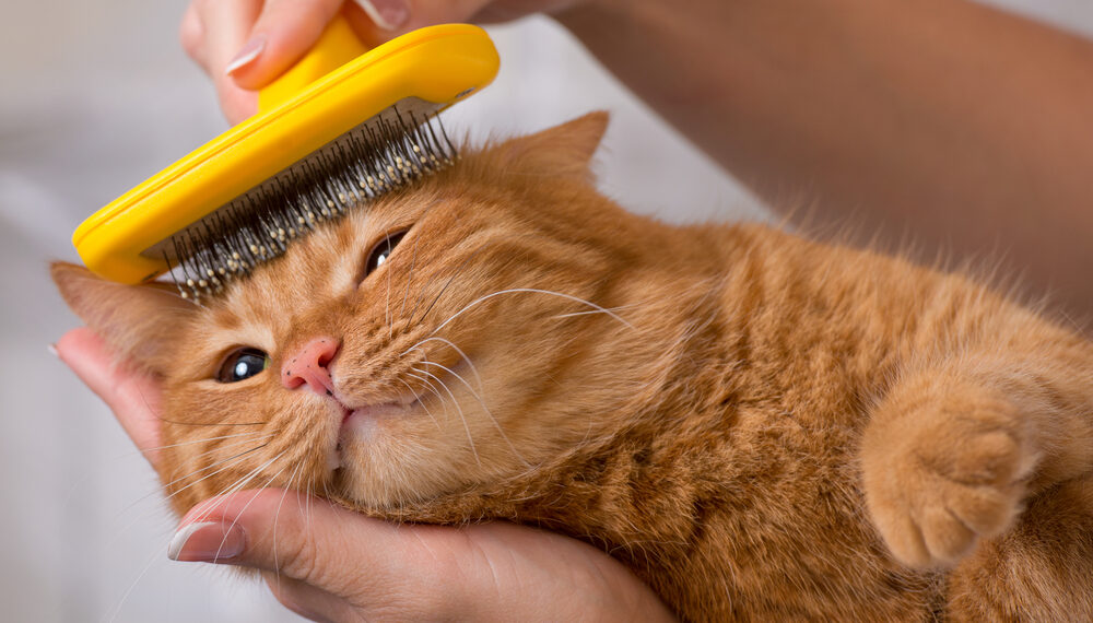 Best Cat Health Practices for Summer Grooming