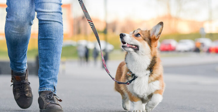 Maintaining your dog's weight is essential for best dog health