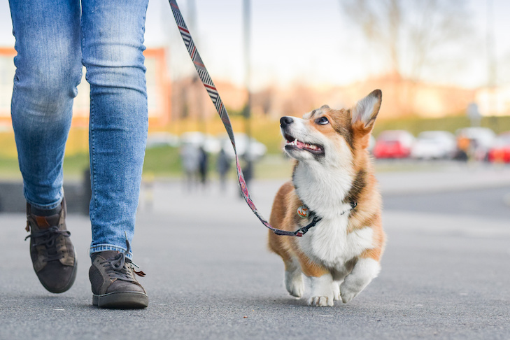 Maintaining your dog's weight is essential for best dog health