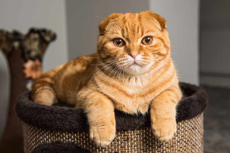 Top Small Cat Breeds That Are Easy to Train