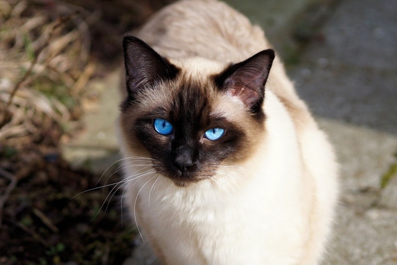 Small Cat Breeds with Blue Eyes