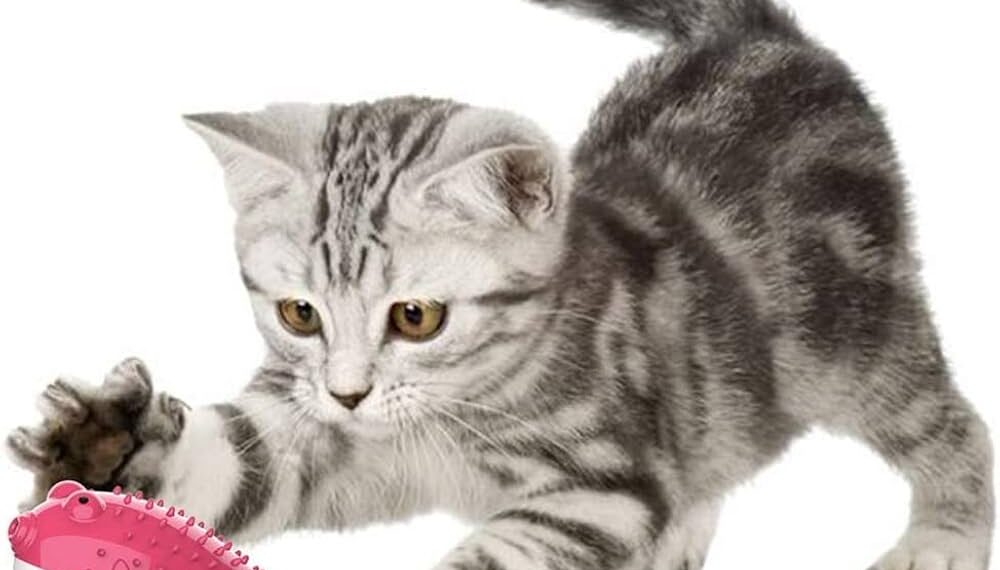 Top Picks for Safe Teething Toys for Kittens