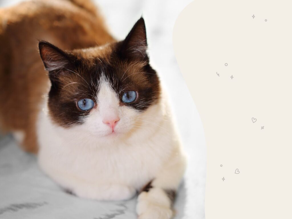 Small Cat Breeds with Blue Eyes