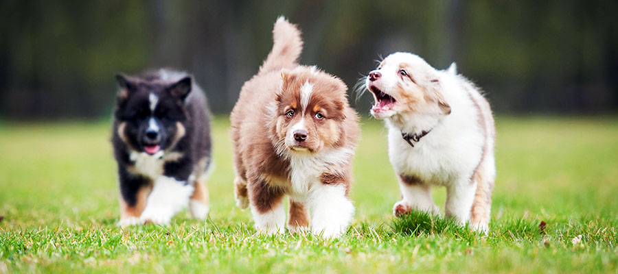 Best Dog Training Through Socializing