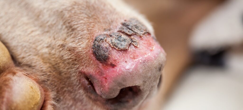 Best Dog Health Care for Summer Skin Issues