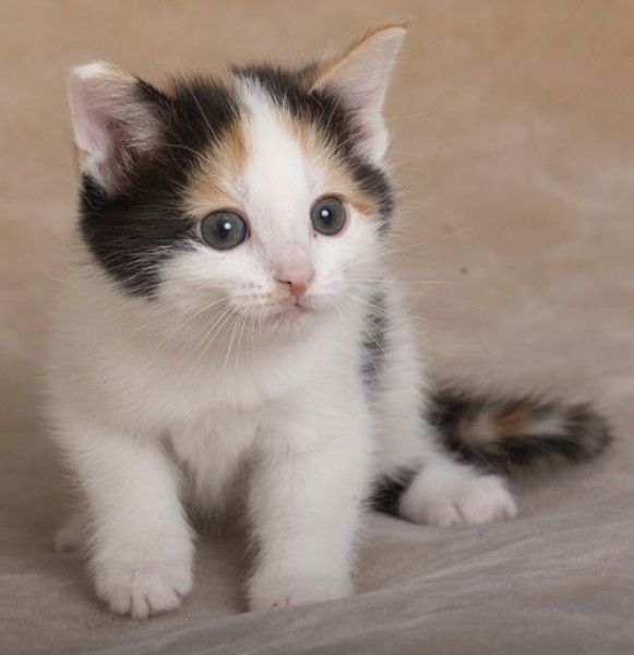 Why Teaching Your Kitten to Respond to Its Name Matters