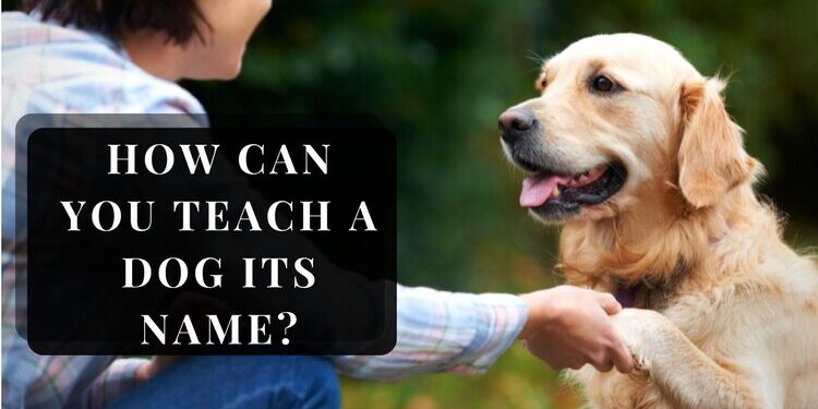 Why Teaching Your Puppy to Respond to Its Name Matters