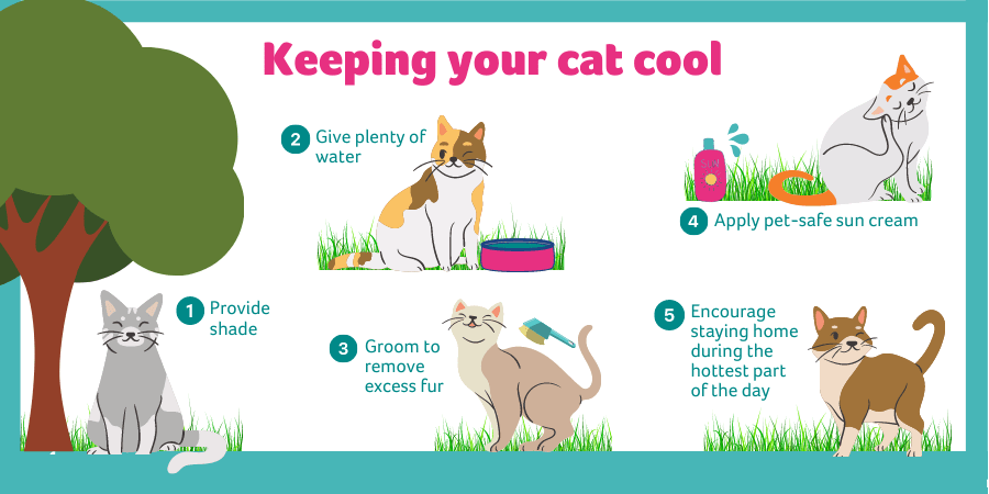 Best Cat Foods for Summer Heat