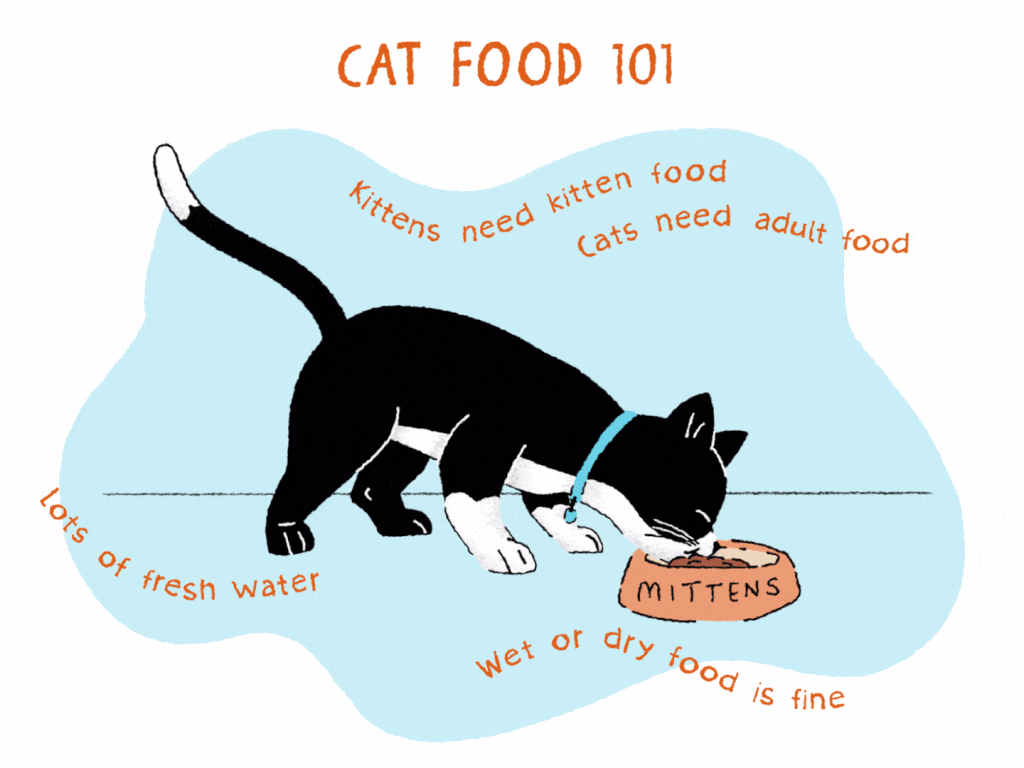 Tips for Feeding Your Kitten