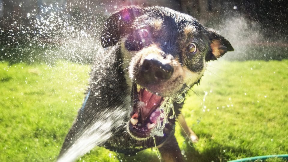 Cooling Products and Gadgets for Best Dog Health
