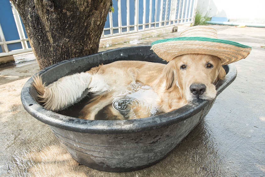 Cooling Products and Gadgets for Best Dog Health
