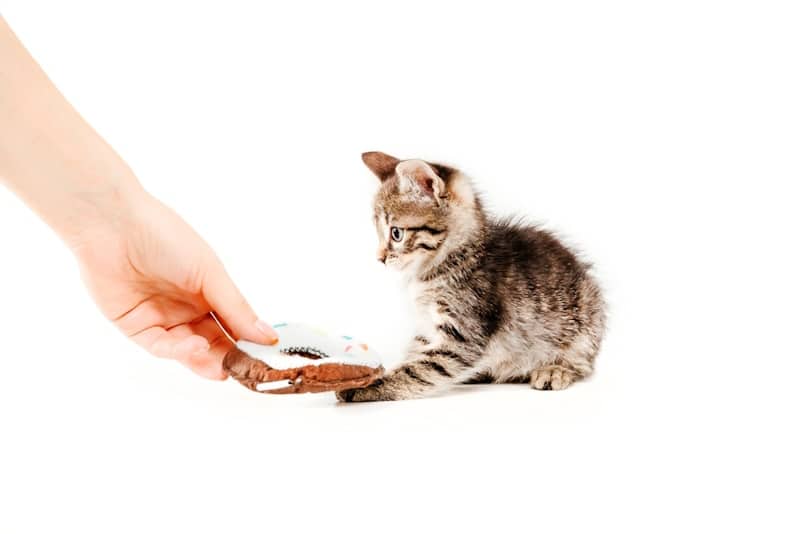 Training Your Kitten to Come When Called