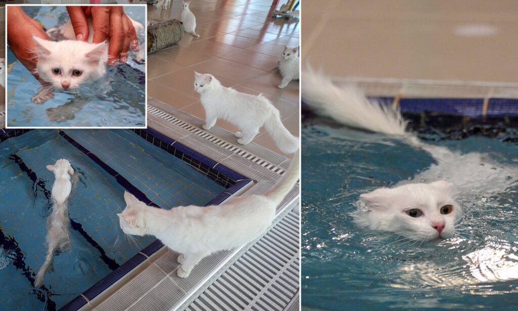 Turkish Van big cat breeds