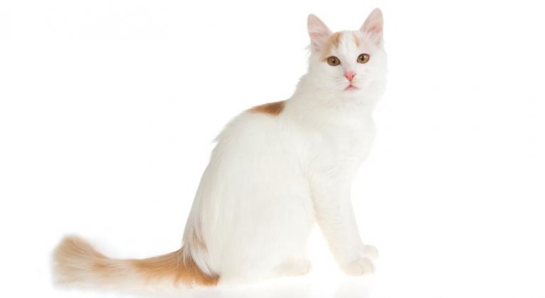 Turkish Van big cat breeds