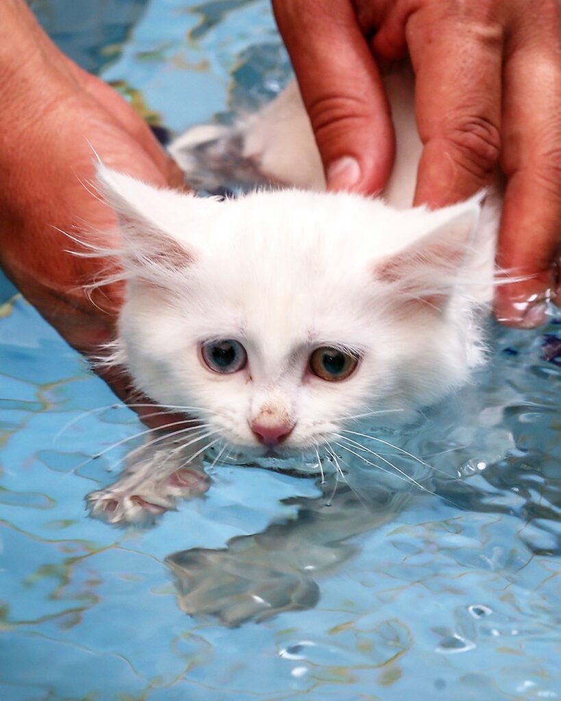 Turkish Van big cat breeds