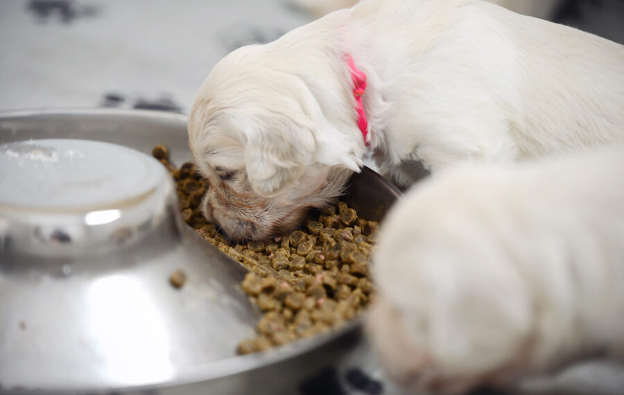 Best Puppy Nutrition