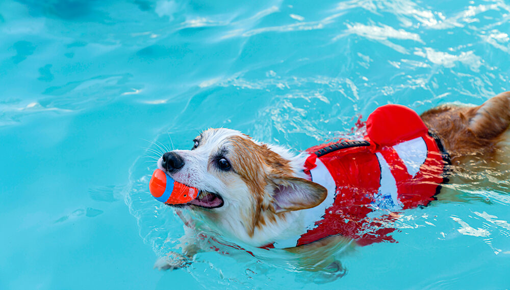 By following these Safe Swimming Tips for Dogs