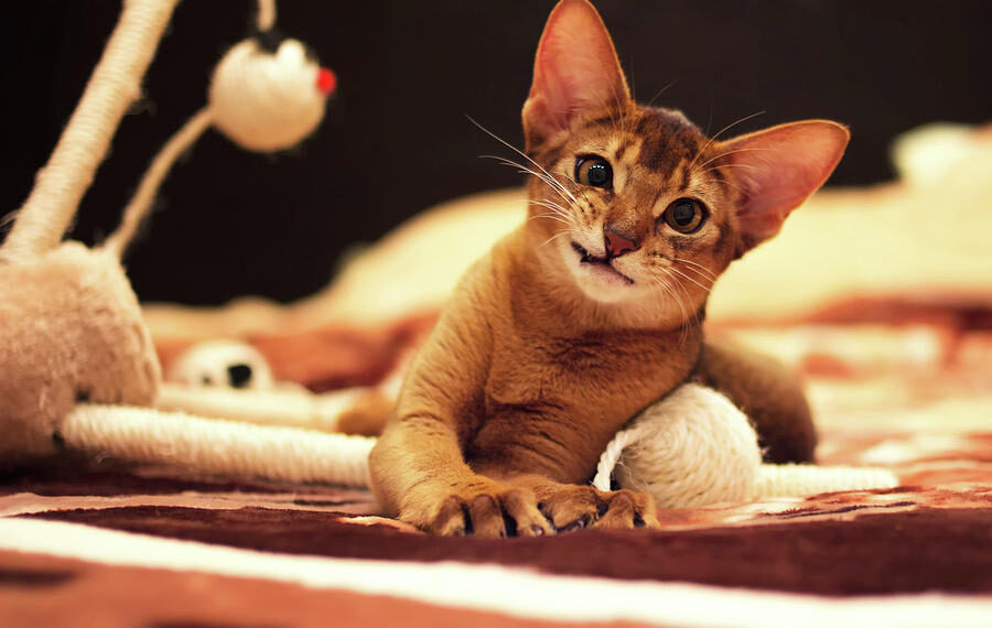 Top Playful Small Cat Breeds