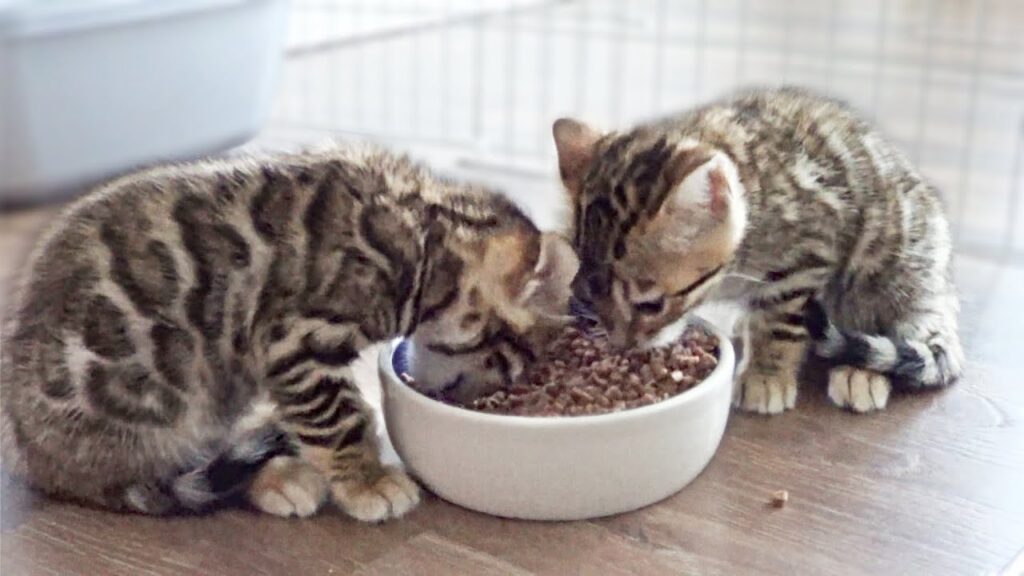 Nutrition for Kittens