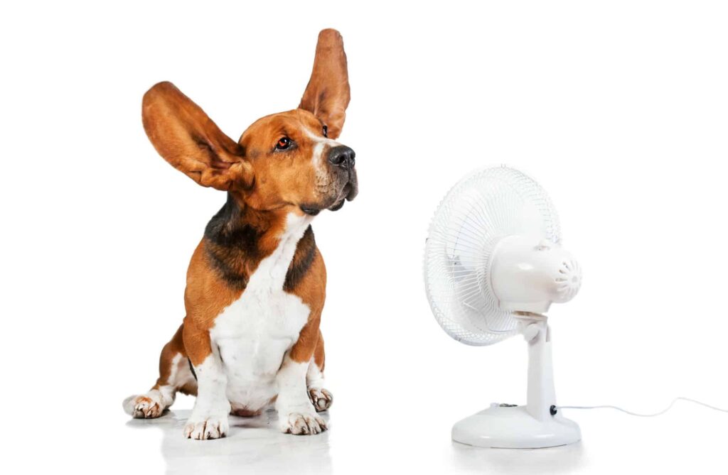 Ways to Help Your Dog Stay Cool in the Summer