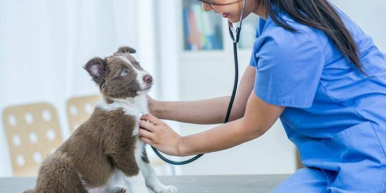 Best Dog Health Care for Summer Skin Issues