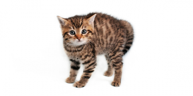 managing fear and anxiety in kittens