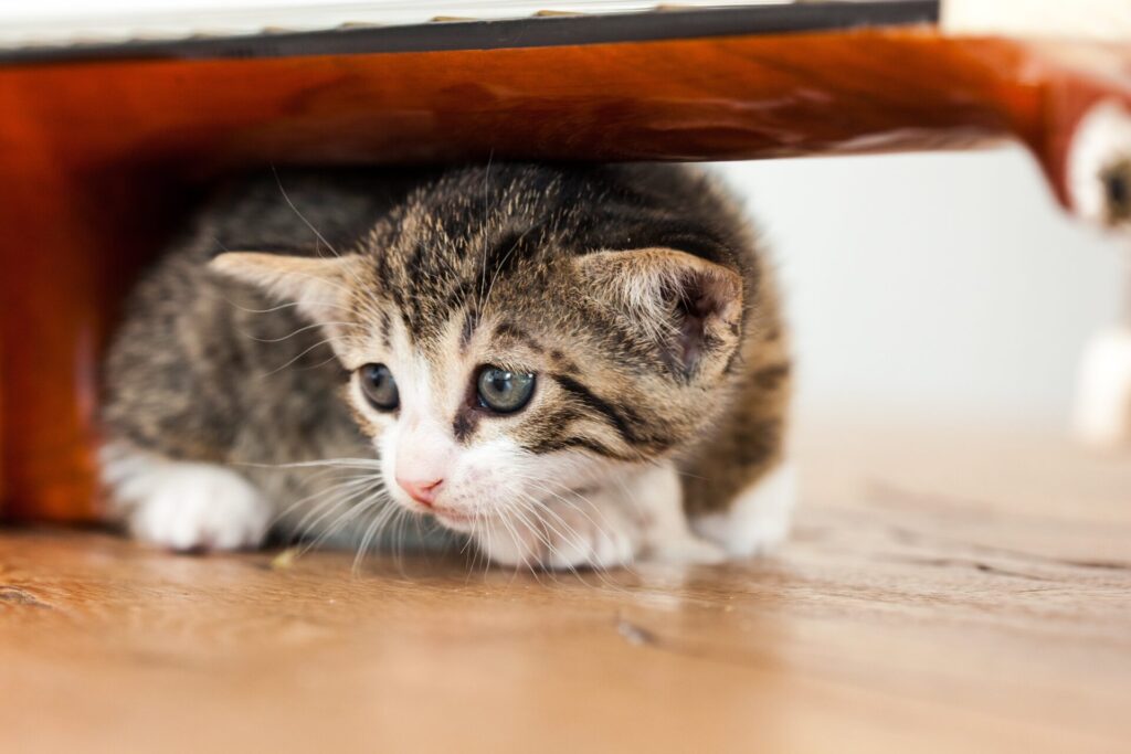 managing fear and anxiety in kittens