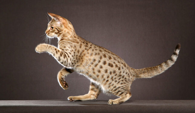 the best big cat breeds, Ocicats