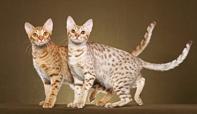 the best big cat breeds, Ocicats