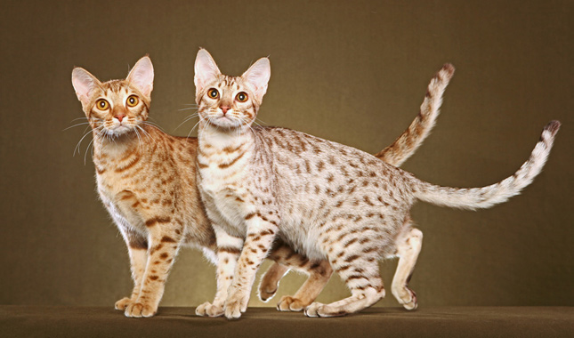 the best big cat breeds, Ocicats