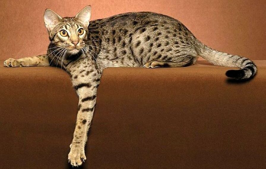 the best big cat breeds, Ocicats