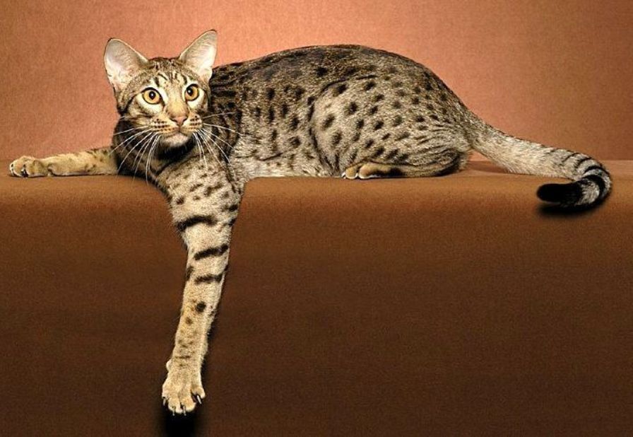 the best big cat breeds, Ocicats