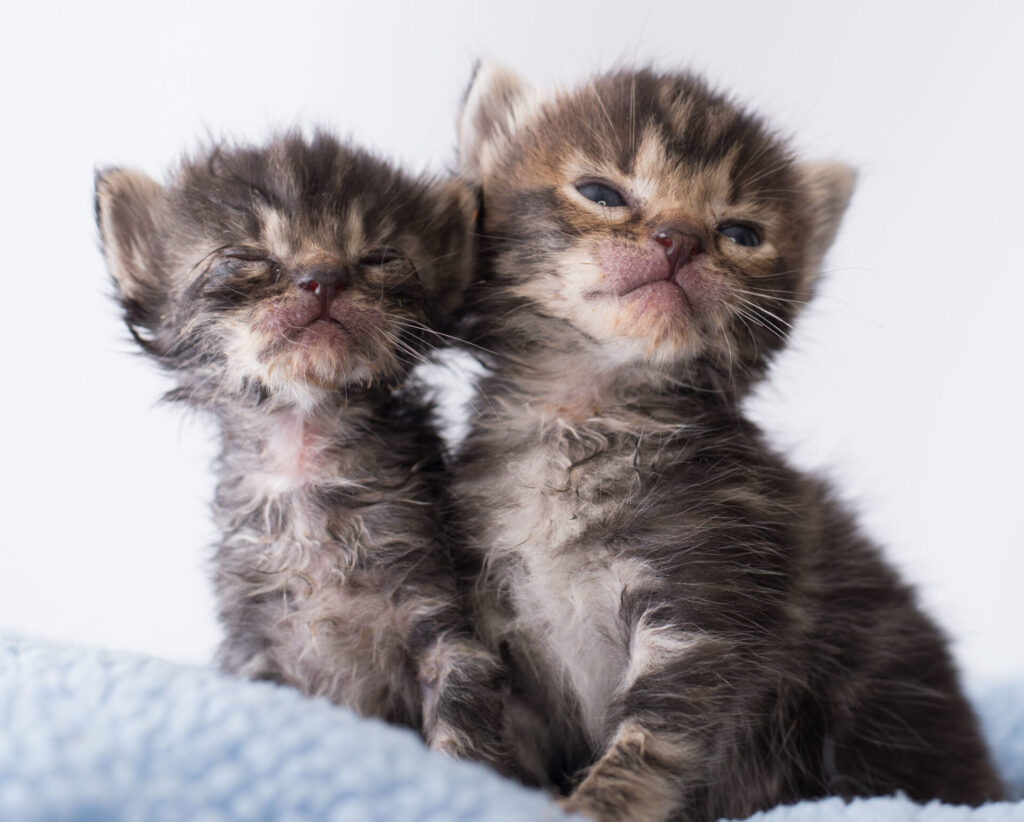 Recognizing and Treating Common Kitten Illnesses