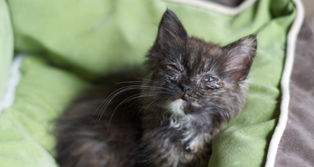 Recognizing and Treating Common Kitten Illnesses